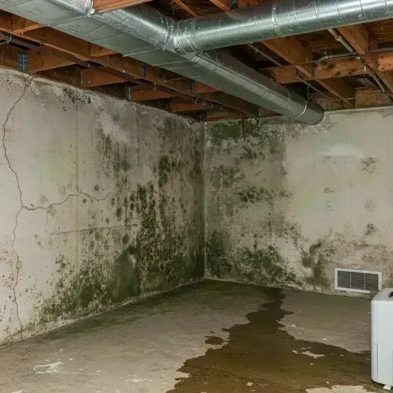 Professional Mold Removal in Westlake, OH